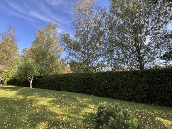 Puiden ja pensaiden hoitoleikkaus