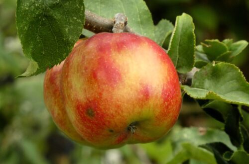 Omenapuiden leikkaus